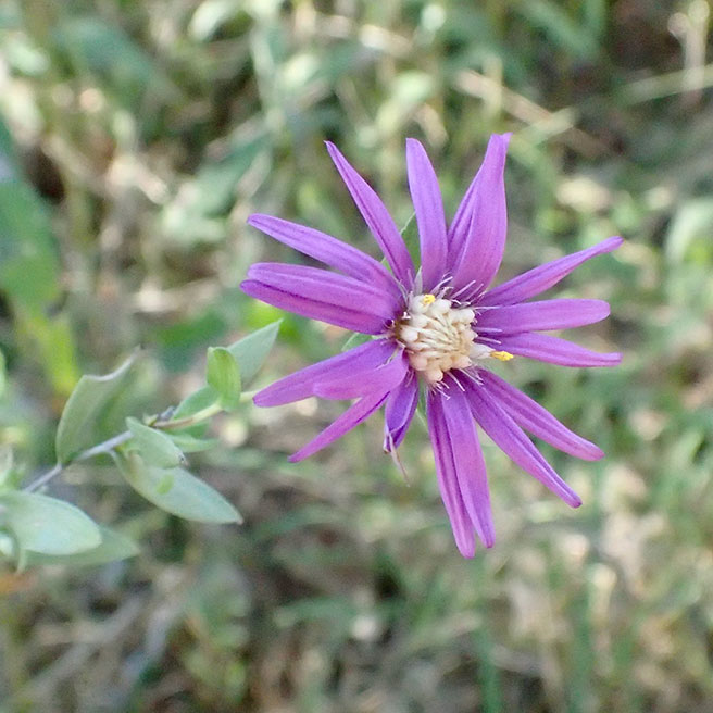 Silky aster Leslie Patrick