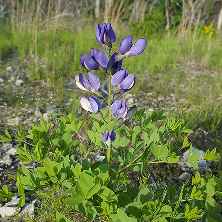 blue wild indigo, Levi Horrell