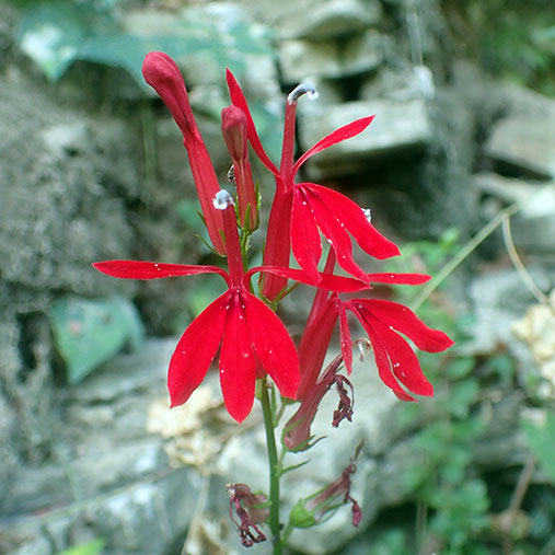 Cardinal Flower Dustin Lynch