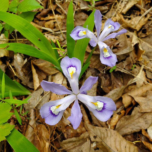 Dwarf crested iris Emily Roberts