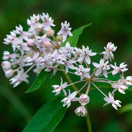 Four leaf milkweed Eric Hunt