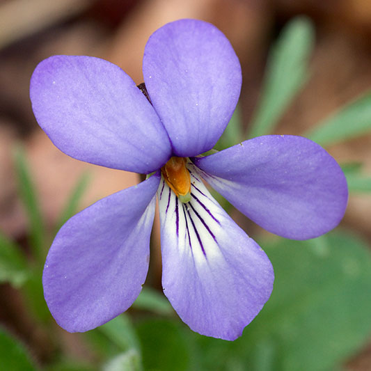 DAH-ANHC-native-plant-birds-foot-violet-Eric-Hunt