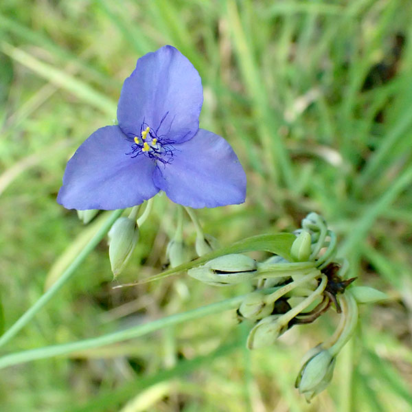 Ohio spiderwort Leslie Patrick