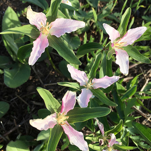 Ozark trillium Leslie Patrick