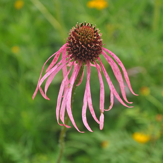 Pale purple coneflower Ruthie Berryhill