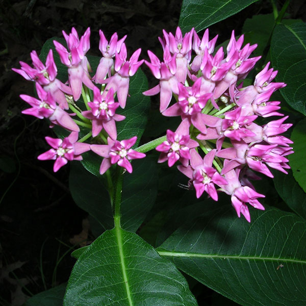 Purple milkweed