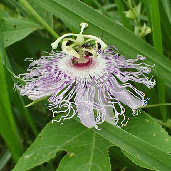 Purple passion-flower Leslie Patrick