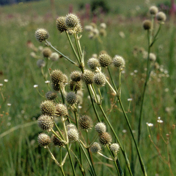 Rattlesnake master