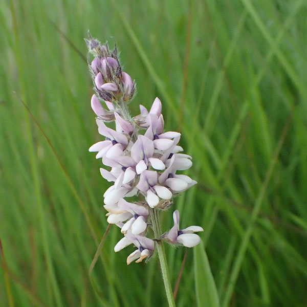 Sampson's snakeroot Leslie Patrick