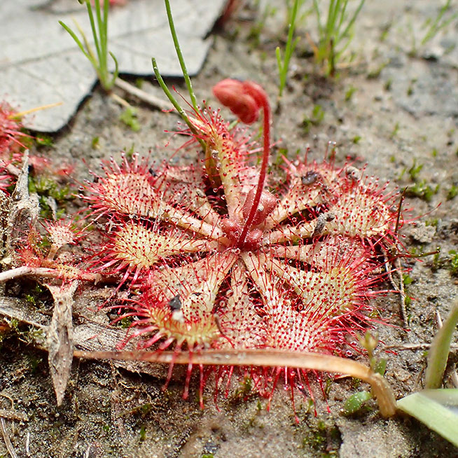 Sundew Leslie Patrick