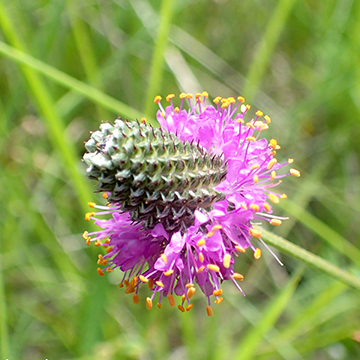 DAH-ANHC-TerreNoire-Purple-Prairie-Clover-Dustin-Lynch