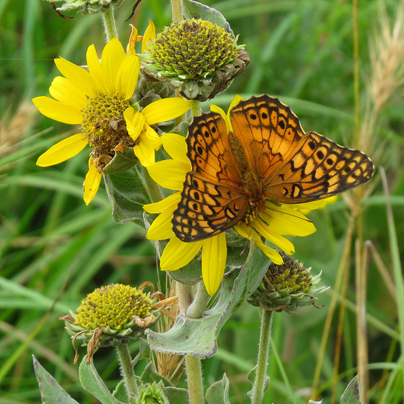 Ashy sunflower variegated fritillary Samantha Scheiman