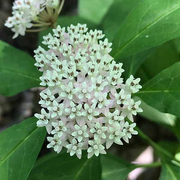 White swamp milkweed Brent Baker