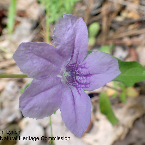 hairy wild petunia Dustin Lynch