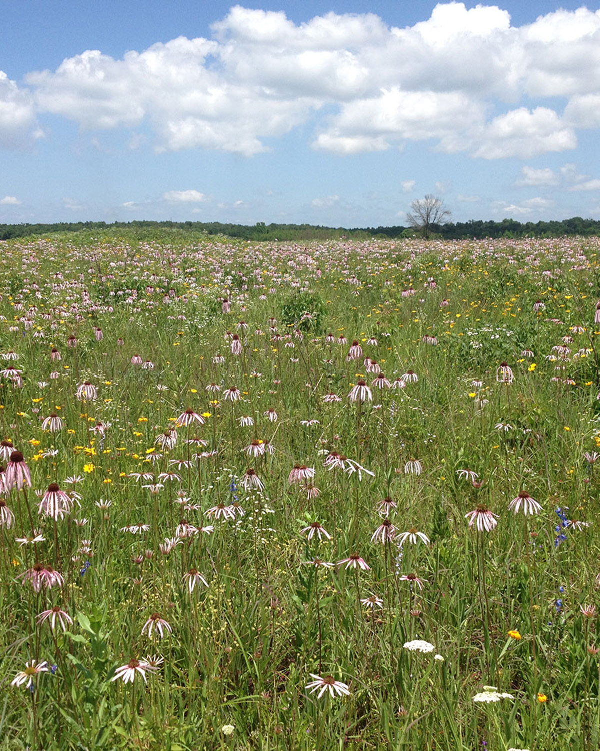 Arkansas Natural Heritage Commission